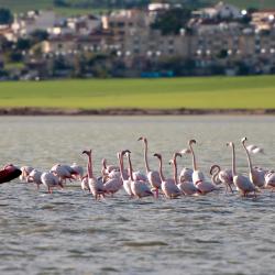 Larnaka