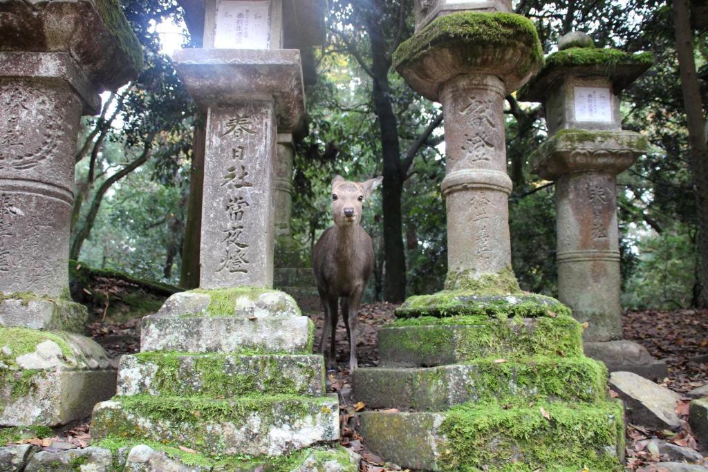 a deer standing between some stone pillars in a cemetery at HARUYA Naramachi in Nara