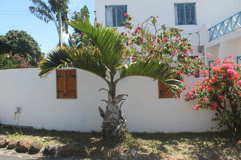 a plant in front of a white building with flowers at Auberge Miko in Grand Baie