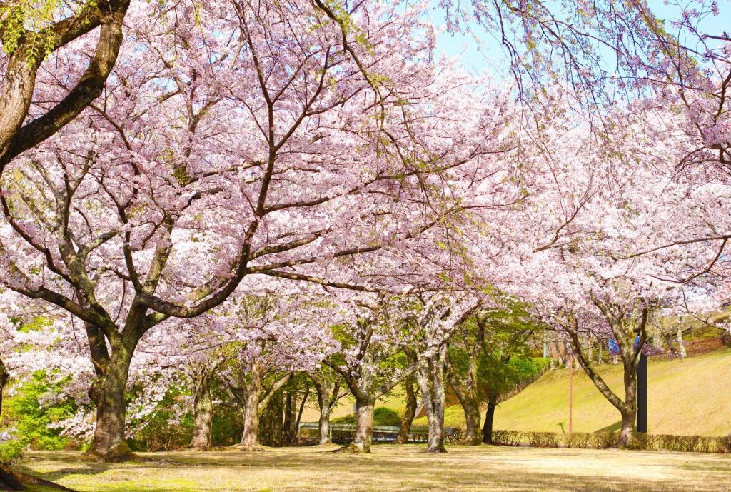 a group of trees with pink flowers on them at Hotel Laforet Shuzenji in Izu