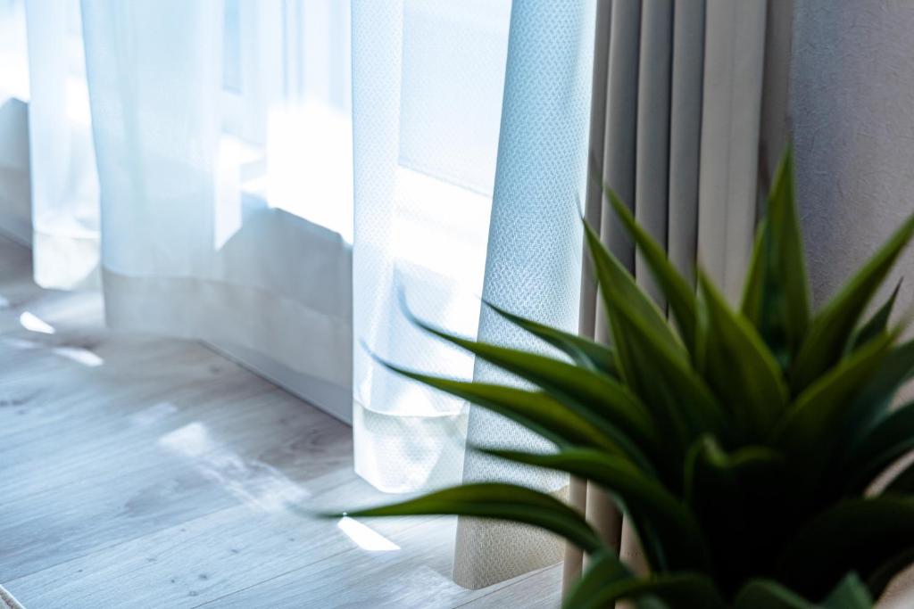 a potted plant sitting in front of a window at Bon Moment B棟-桜館 in Fujikawaguchiko