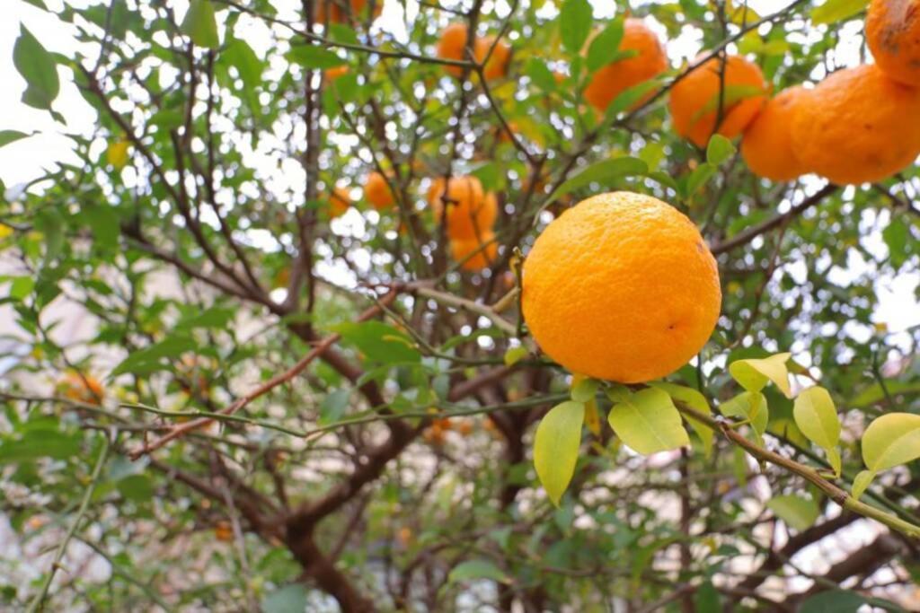 a bunch of oranges hanging from a tree at 炉之宿 淀川 in Osaka