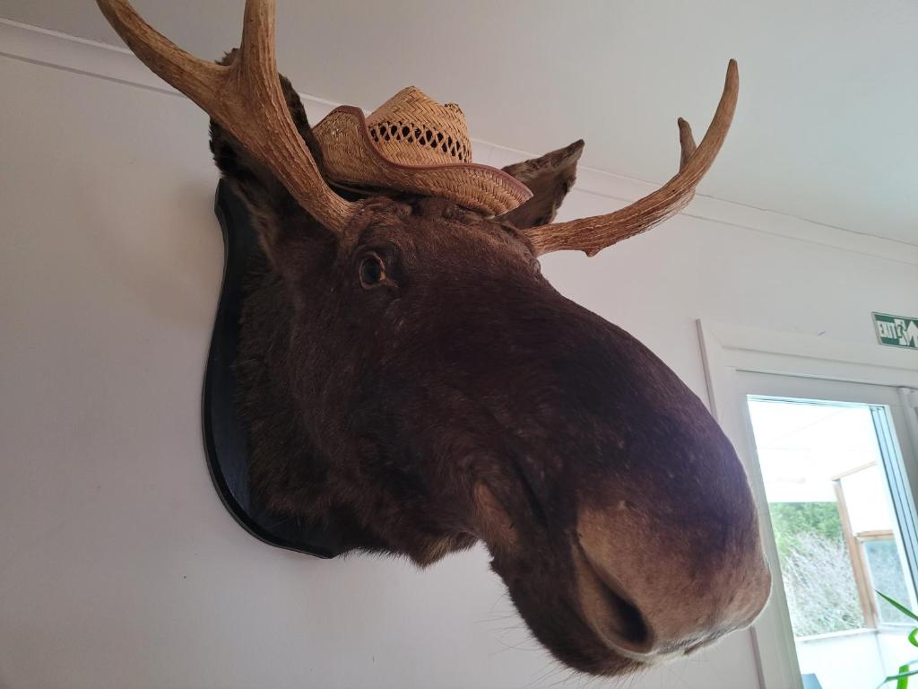 a moose head with a hat hanging on a wall at Landvetter BnB in Härryda