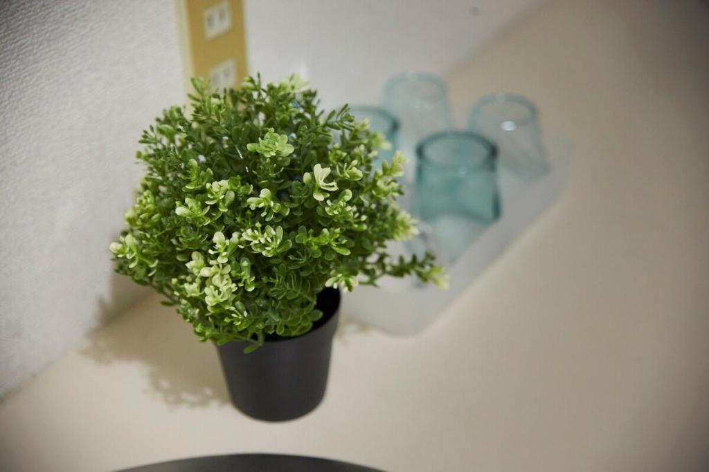 a green plant in a black pot on a wall at おやど紀伊国屋五島町 in Asahimachi