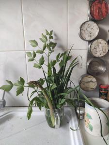 Billede fra billedgalleriet på Wellspring i Radom