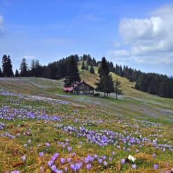 Oberstaufen