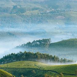 Munnar and Surroundings 7 бунгало