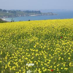 Belle Île en Mer 99 proprietăți de vacanță aproape de plajă