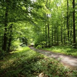 Steigerwald