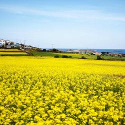 Jeju (øy)